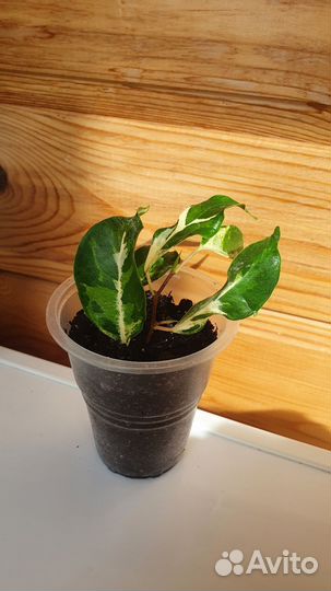 Фикус Керле и Али