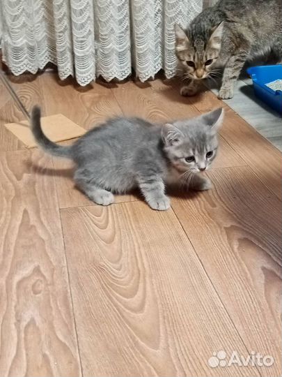 Кошка и котята в добрые руки