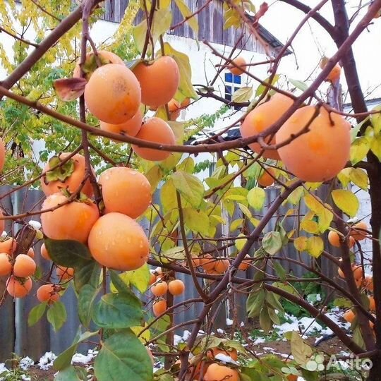 Саженцы Хурмы Гора Говерла почта/самовывоз