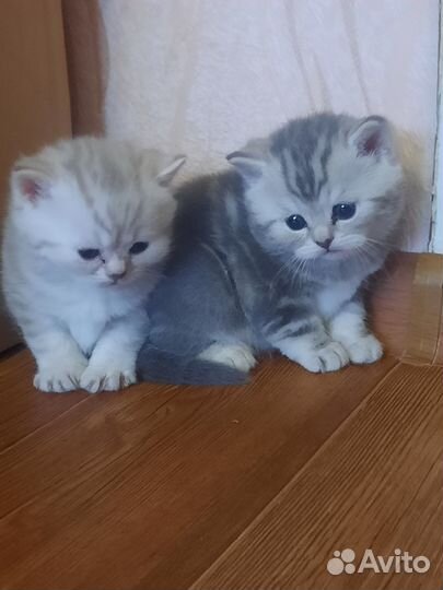 Британские котята