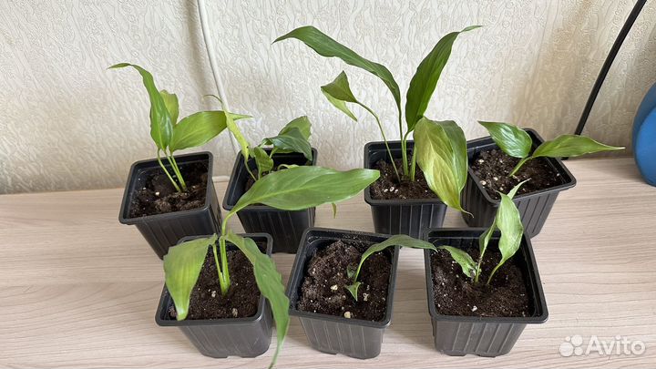 Спатифиллум