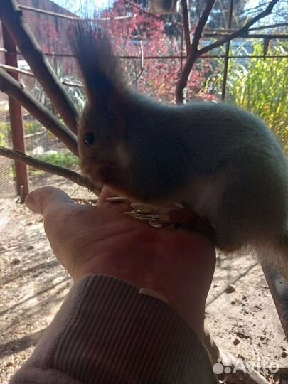 Алтайская белка