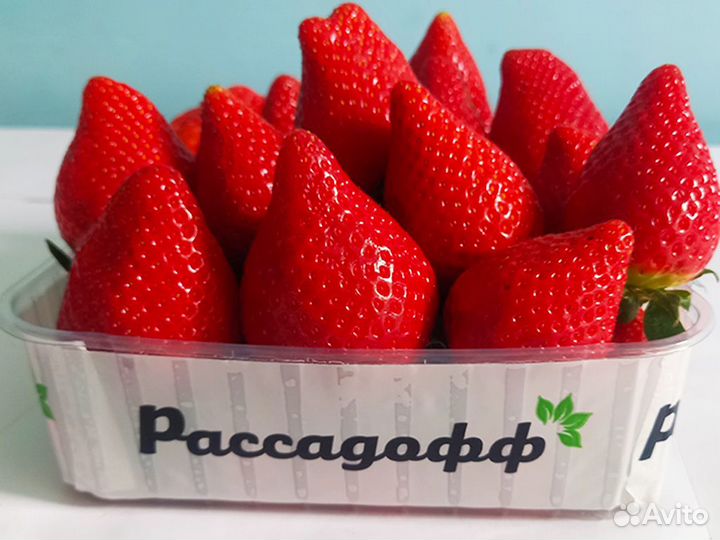 Рассада клубники. Оптом от 128 шт