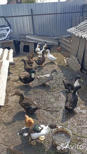 Утки домашние