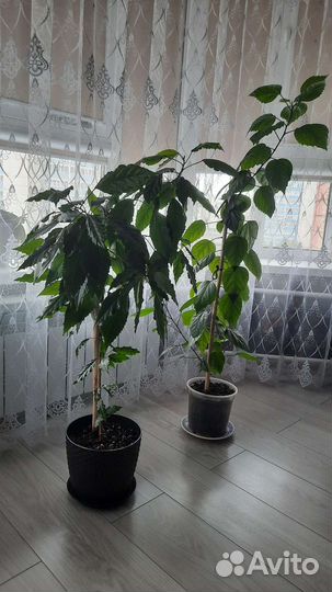 Гибискус китайская роза