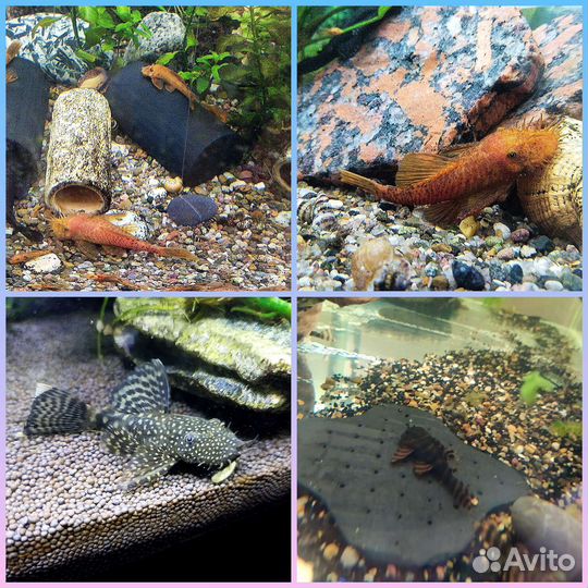 Аквариумные рыбки и растения