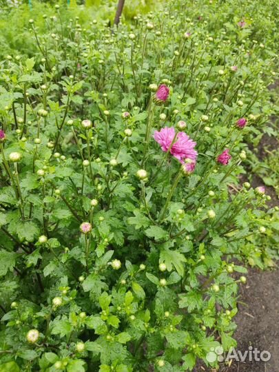 Рассада хризантемы