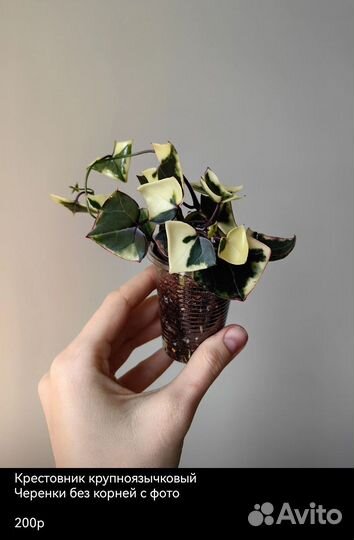 Крестовники