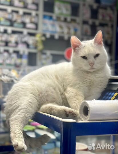 Выживший кот ждет