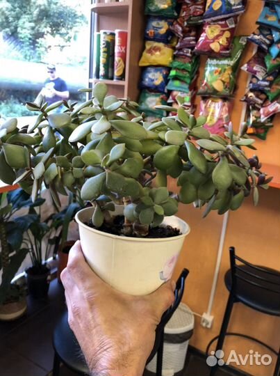 Дерево счастья