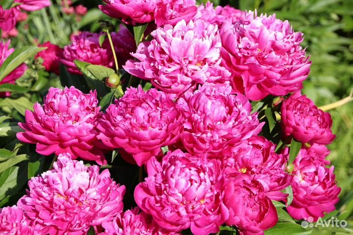 Корни, деленки пиона 