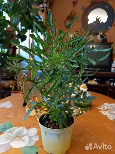 Оленьи рожки