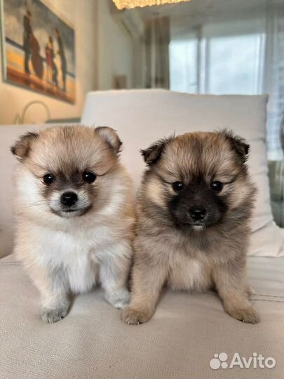 Щенки немецкого шпица, девочки