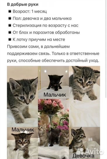 Котята