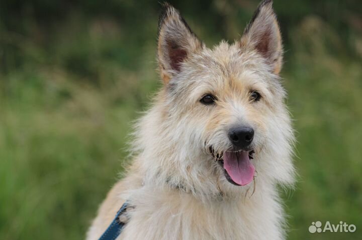 Собака Пчёлка