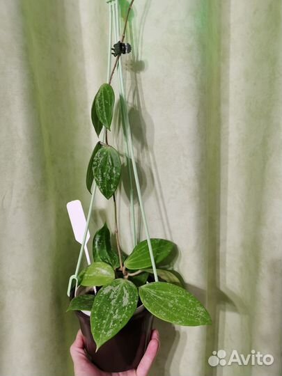 Хойя Макр. Сноу Квин, Грей Хост, Калистофила 1692