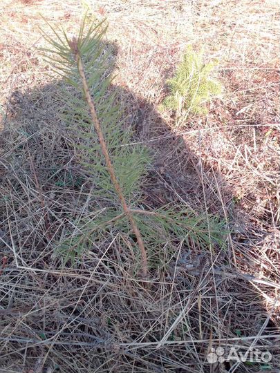 Саженцы сосны и ели продам
