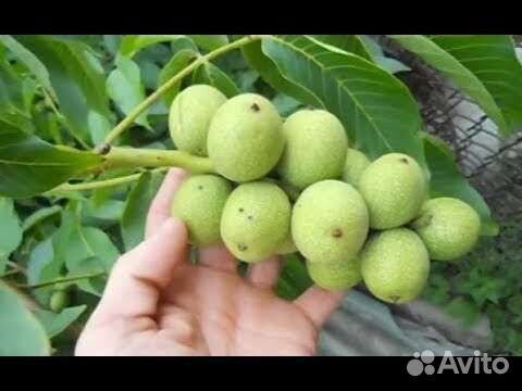 Орех Сорт Идеал привитый