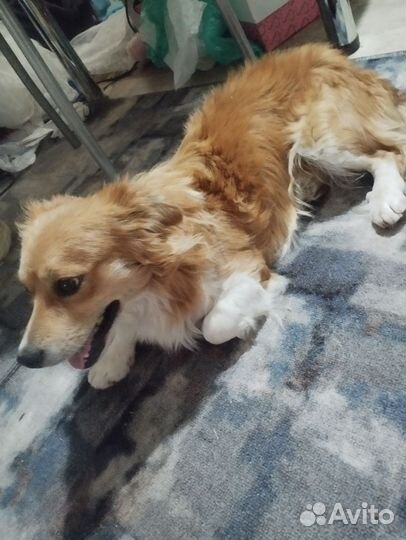 Собака шпиц