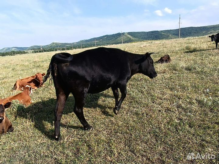 Коровы, телки,бычки
