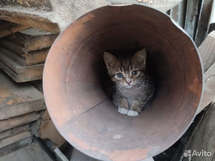 Котята даром