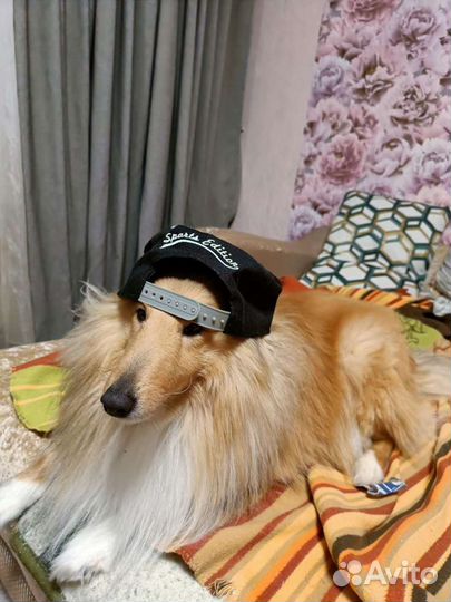 Собака для вязки