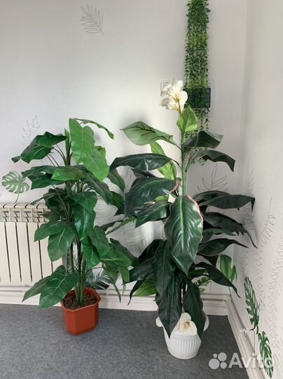 Комнатные растения цветы большие