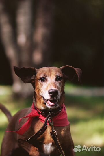 Очень нужен дом