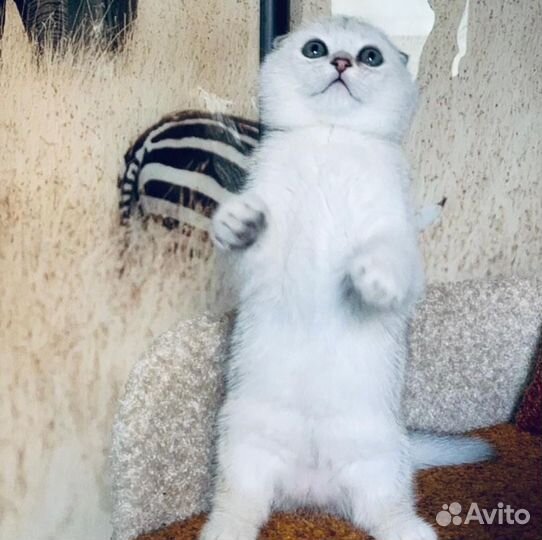 Котята золотая шиншилка
