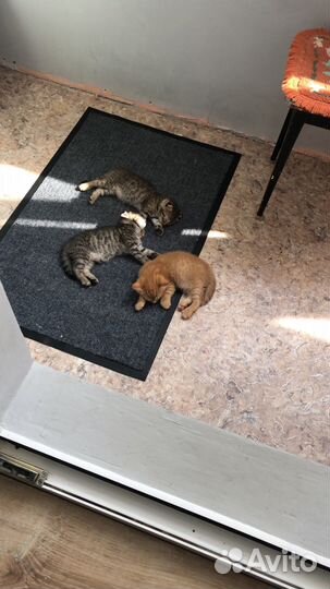 Шотландские котята