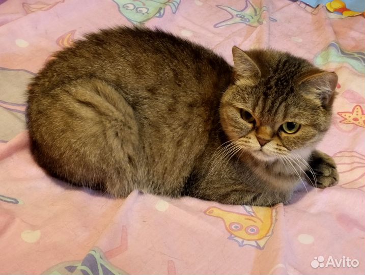 Кошечка в добрые руки