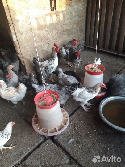 Молодые петушки