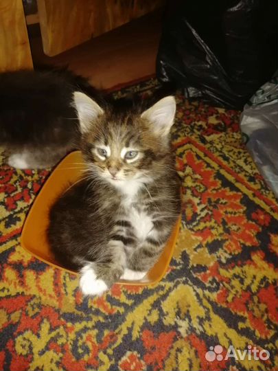 Кошка в дар бесплатно