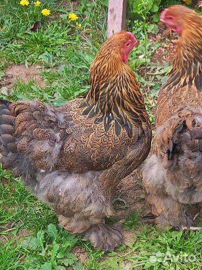 Брама куропатчатая ия кур