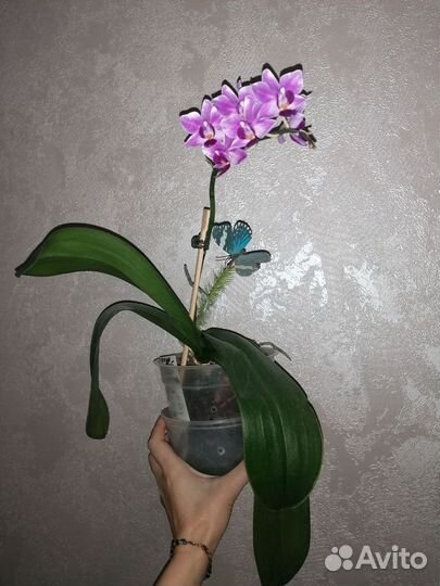 Орхидея фаленопсис цветущая