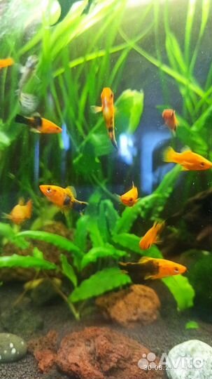 Рыбки меченосцы