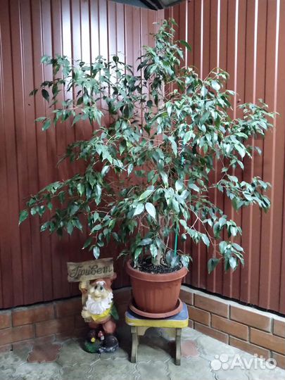Фикус Бенджамина
