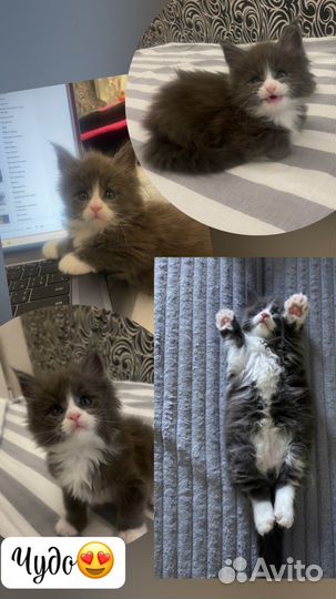 Котята мейкун