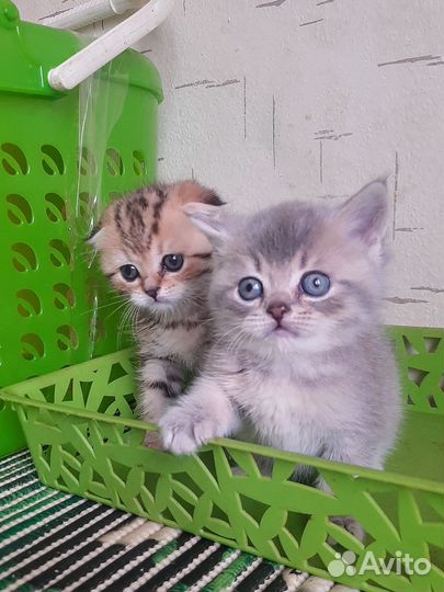 Шикарный британец