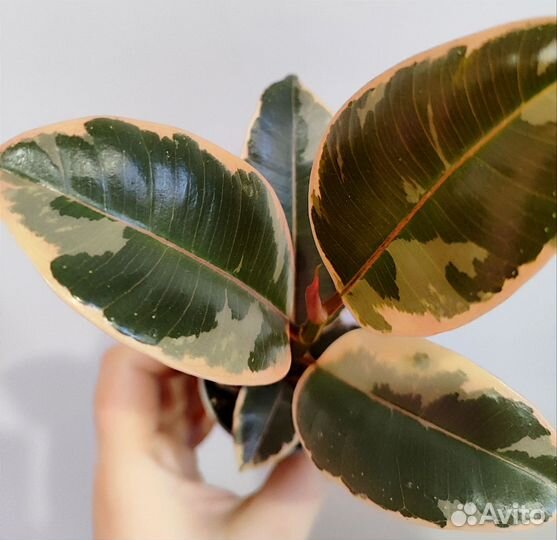 Фикус эластика бейлиз d6