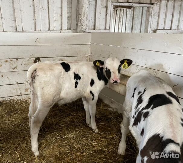 Бычки и телки