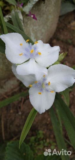 Цветы садовые многолетники