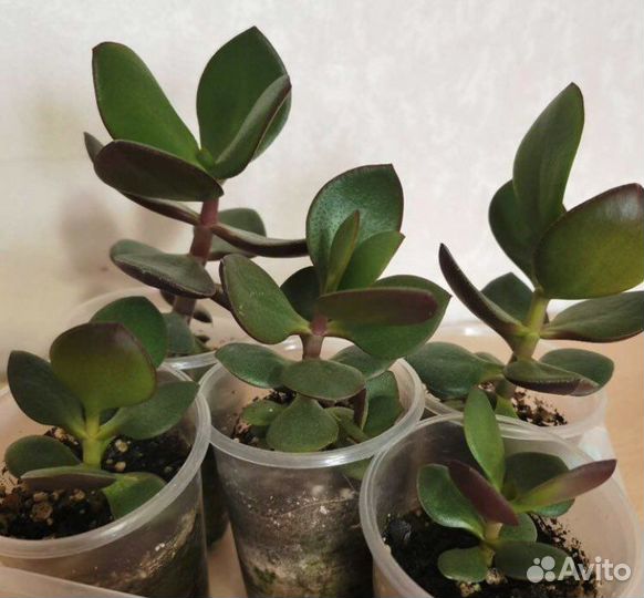 Каланхоэ, денежное дерево