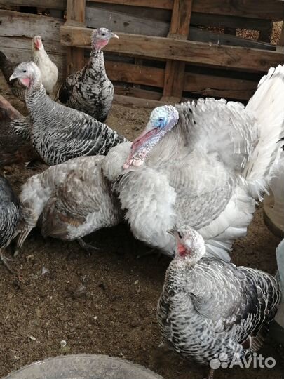 Инкубационное яйцо индюшиное