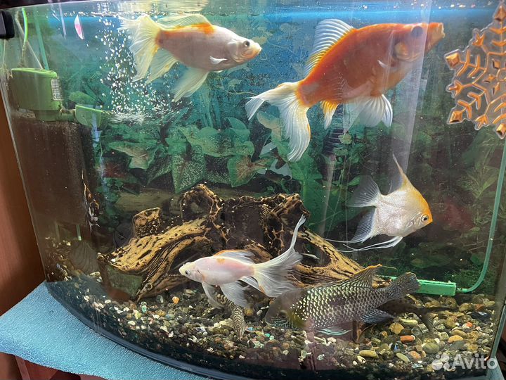 Аквариум