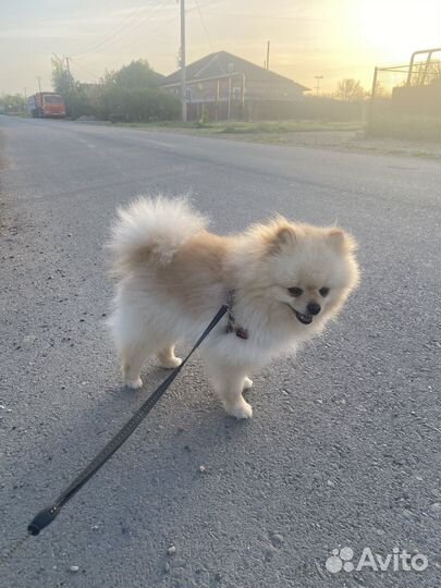 Вязка собак шпиц