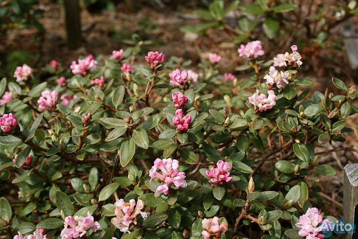 Семена Рододендрон Адамса (Саган-Дайля)