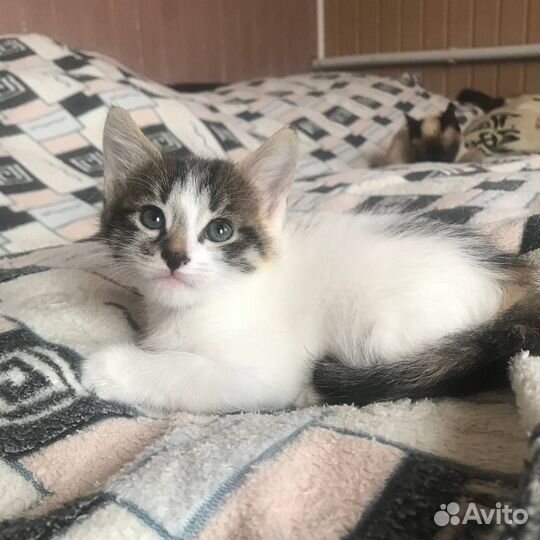 Трёхцветный котёнок