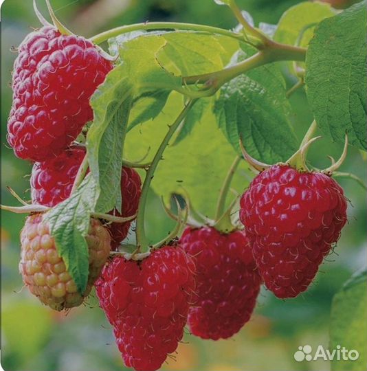 Малина феномен