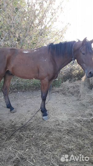 Продажа лошадей